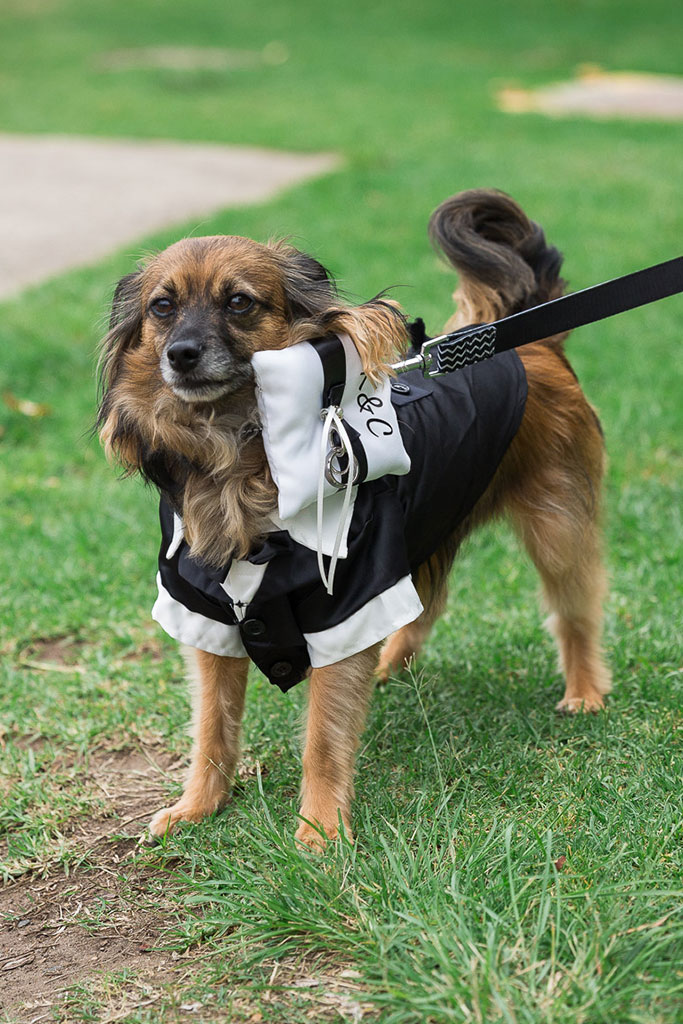 a photo of a dog wearing a wedding suit
